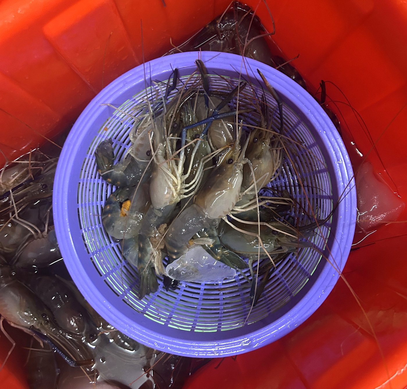 泰蝦館現撈活蝦